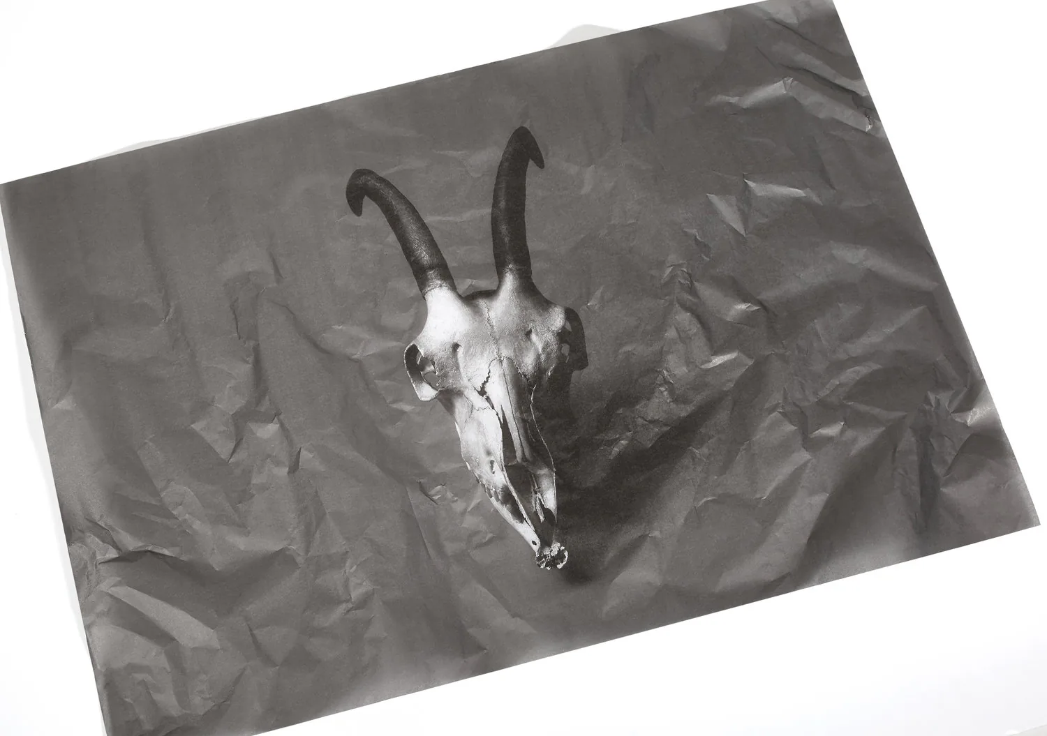 A ram skull printed on crumpled paper, in black and white.
